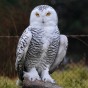 Monthly Mash: Customer Experience Tools and The HootSuite Owl