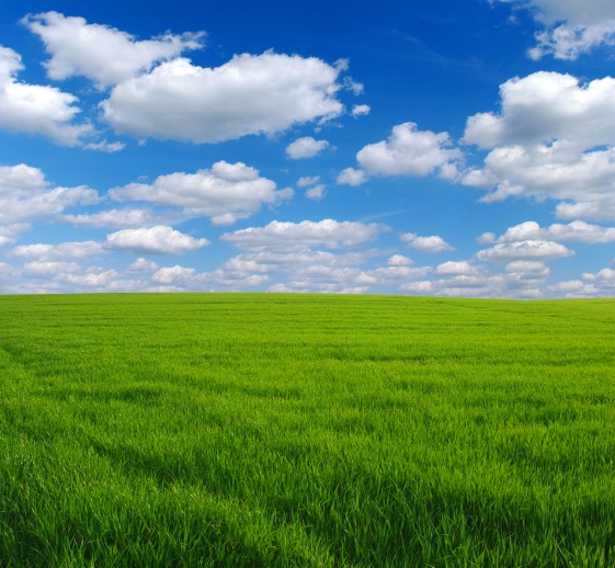 Monthly Mash: Asking For Customer Loyalty | Green Field