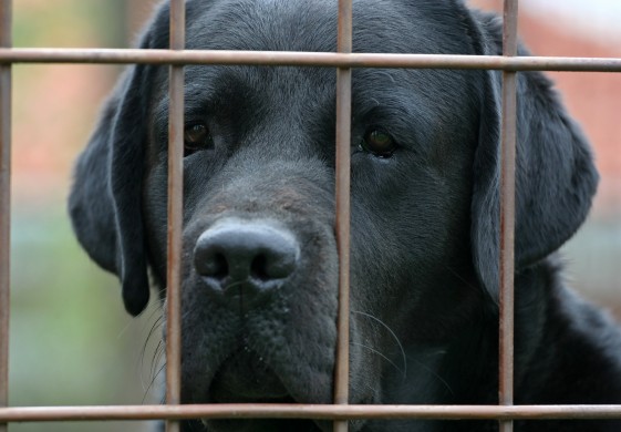 How a Prisoner's Dilemma Explains the Power of Customer Service | Dog Behind Bars