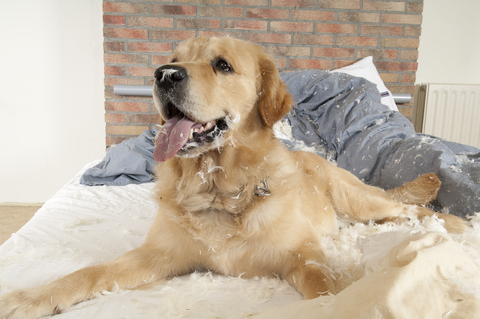 Improving Blog | Golden Retriever Eats Pillow