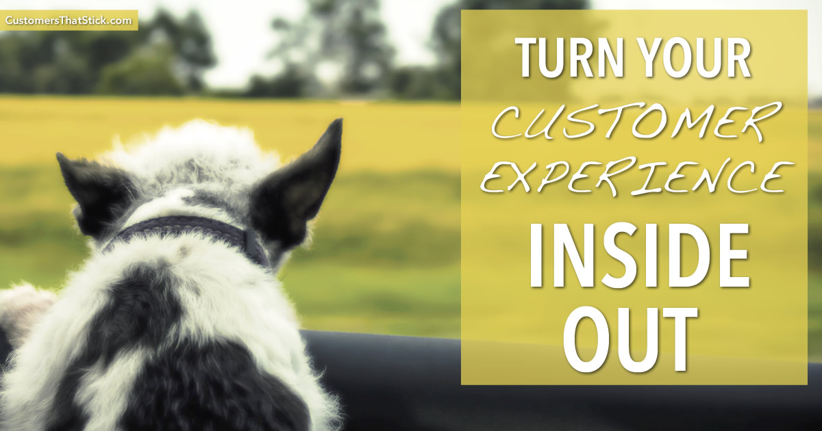 Turn Your Customer Experience Inside Out | Dog looking out car window